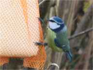 Mésange bleue