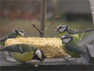 Mésange charbonnière et Mésanges bleues