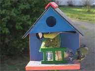 Mésange charbonnière et Mésange bleue