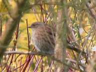 Dunnock