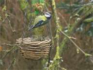 Mésange bleue et Verdier d'Europe